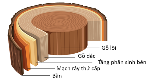 mặt cắt ngang của thân cây gỗ, olm